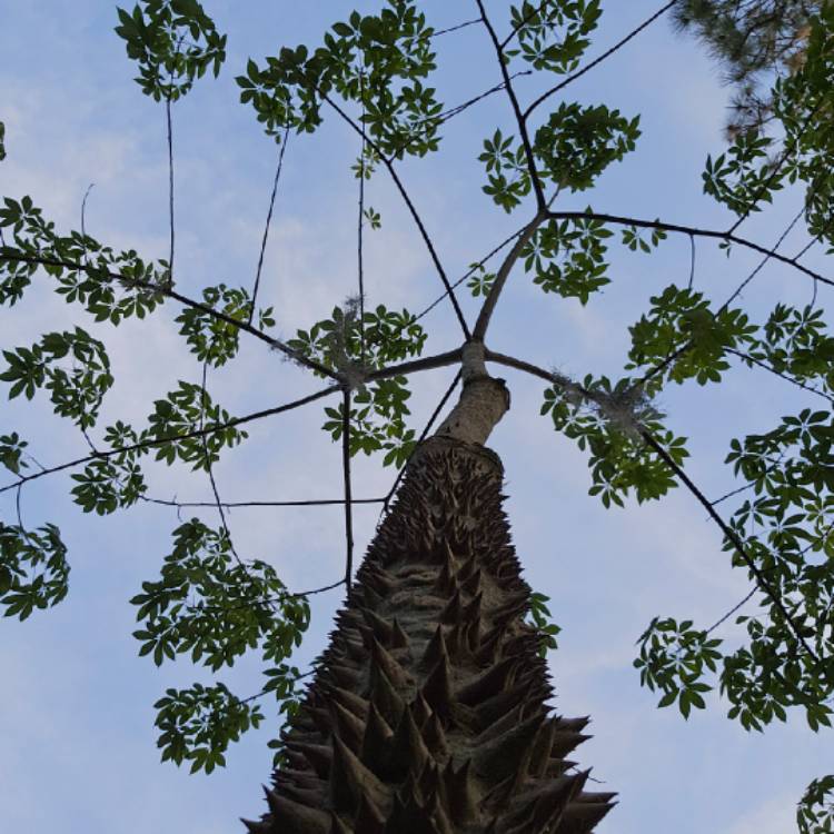 Plant image Ceiba speciosa