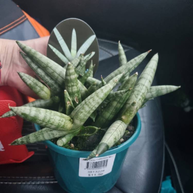 Plant image Sansevieria Boncellensis