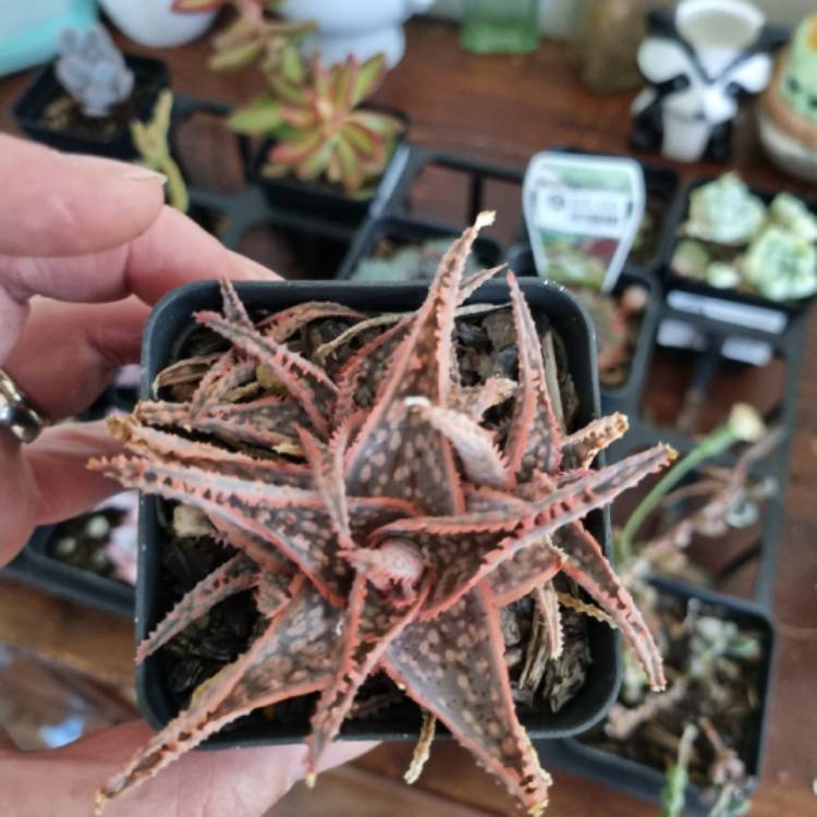 Plant image Aloe 'Bright Star'