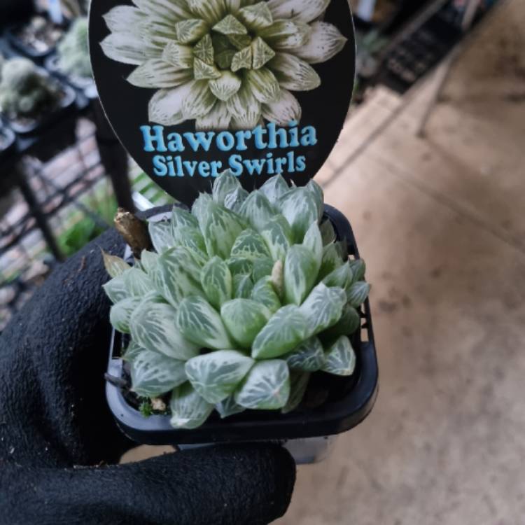 Plant image Haworthia Cooperi Variegata