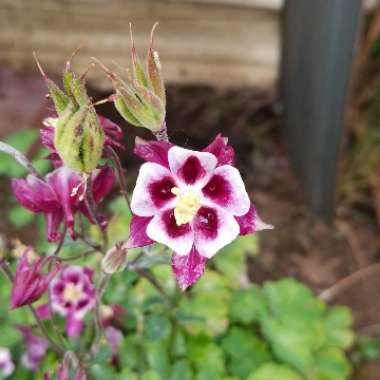 Columbine