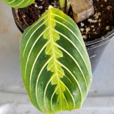 Prayer Plant