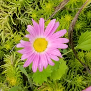 Erigeron 'Sea Breeze'