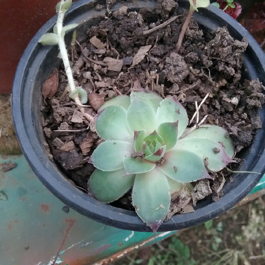 Sempervivum 'Woolly Cobweb'