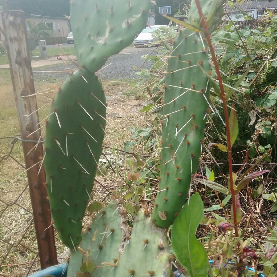 Bunny Ears Cactus