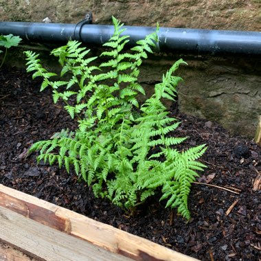 Common Lady Fern