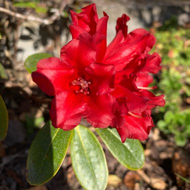 Dwarf Rhododendron 'Elizabeth'