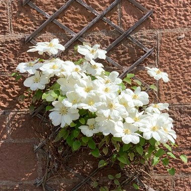 Clematis (Pruning Group 2 - Large Flowering Cultivars)