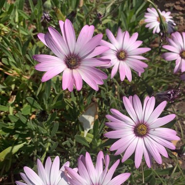 African Daisy