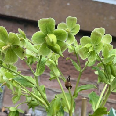 Hellebore (Species) Corsican Hellebore