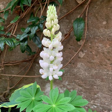 Tree Lupin White