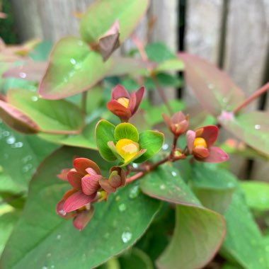 St Johns Wort