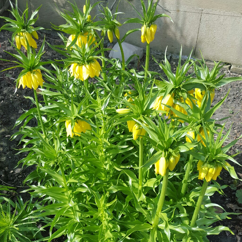 Crown Imperial 'Maxima Lutea'