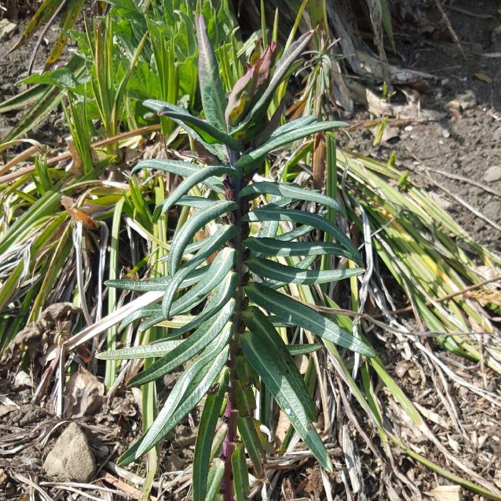 Marsh Spurge 'Walenburg's Glorie'