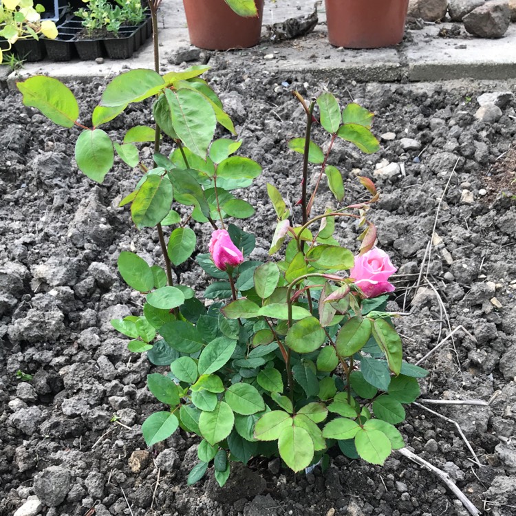 Plant image Rosa 'Ausgrab' syn. Rosa 'The Alnwick Rose', Rosa 'Alnwick Castle'