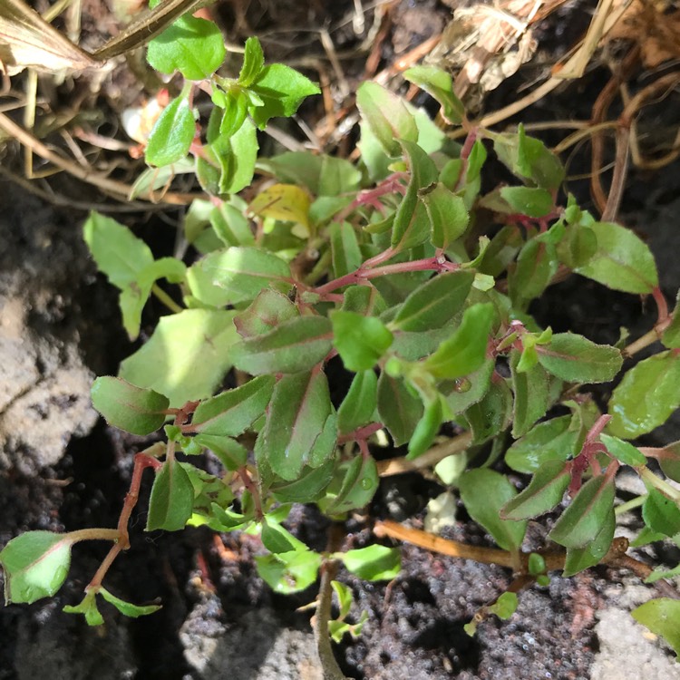 Plant image Fuchsia 'Alice Hoffman'