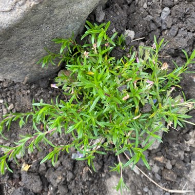 Moss Phlox