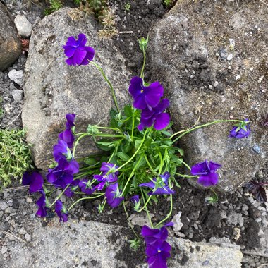 Pansy 'Martin'