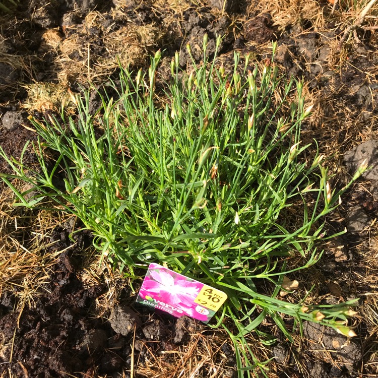 Plant image Dianthus 'Kahori'