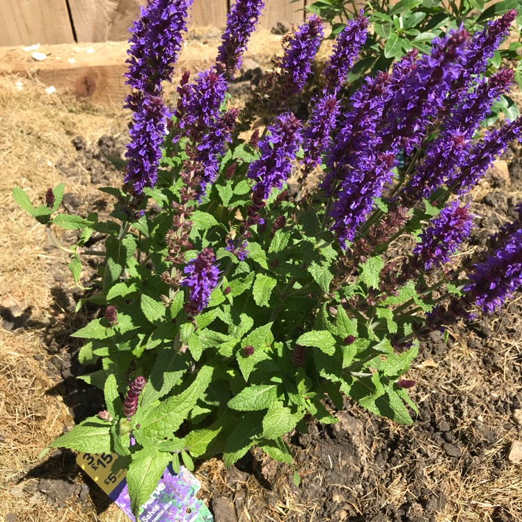 Plant image Salvia nemorosa 'Florsalvioblu' (Sensation Series) syn. Salvia nemorosa 'Sensation Blue'