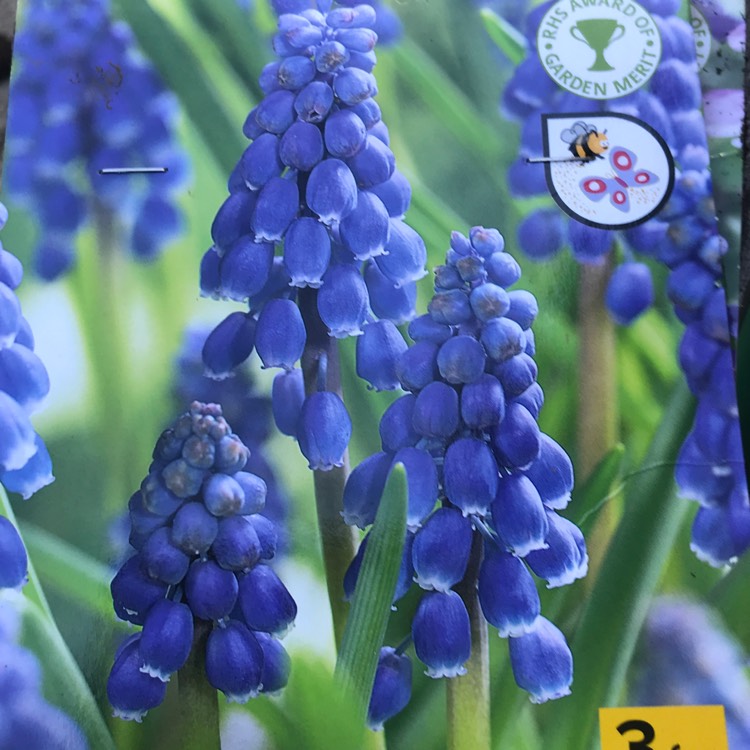 Plant image Muscari armeniacum 'Heavenly Blue'