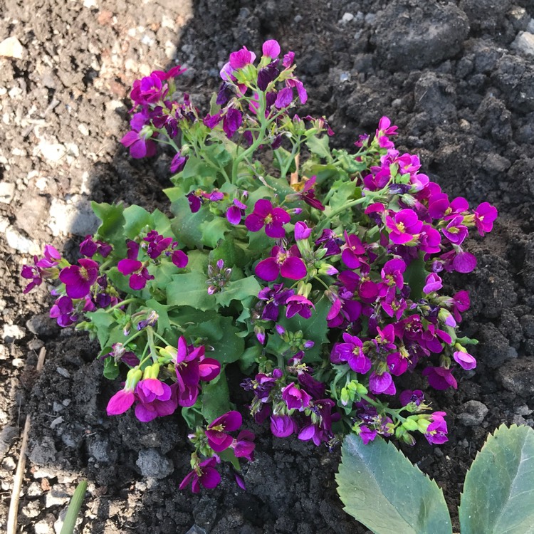 Plant image Arabis caucasica 'Little Treasure Pink'