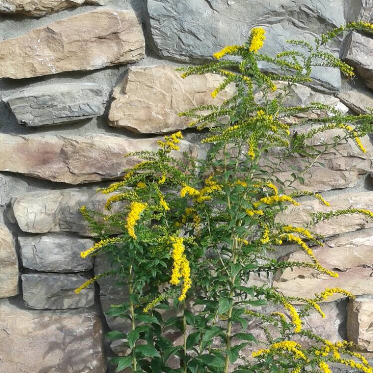 Plant image Solidago Rugosa 'Fireworks'