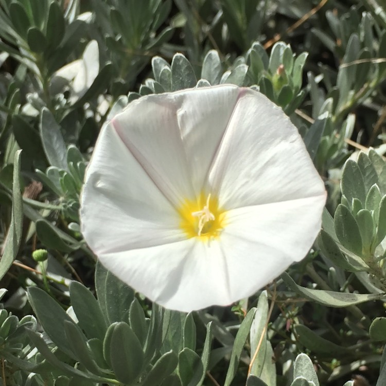 Convolvulus cneorum