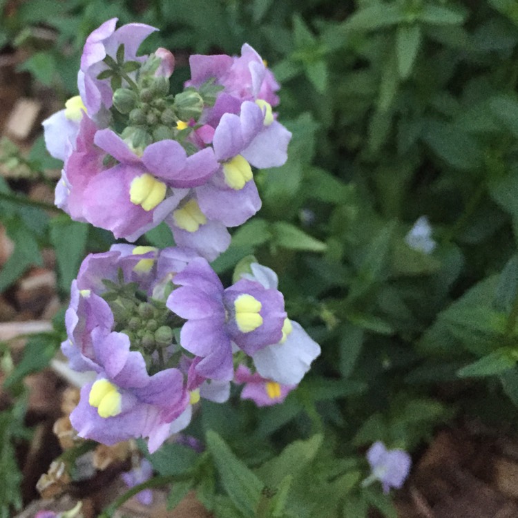 Plant image Nemesia denticulata 'Confetti'