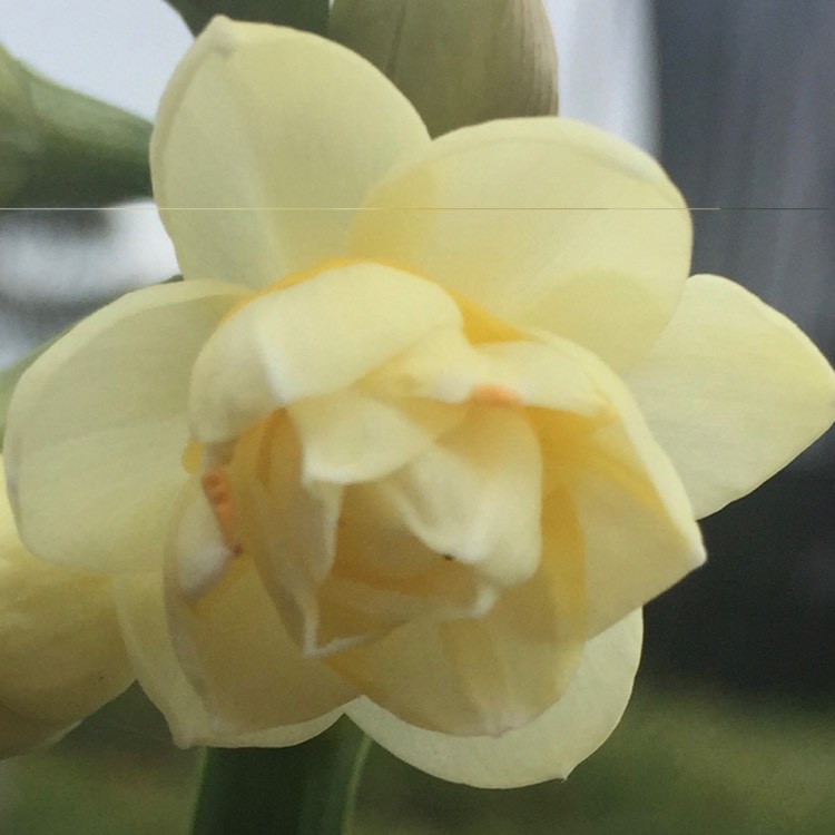 Plant image Narcissus