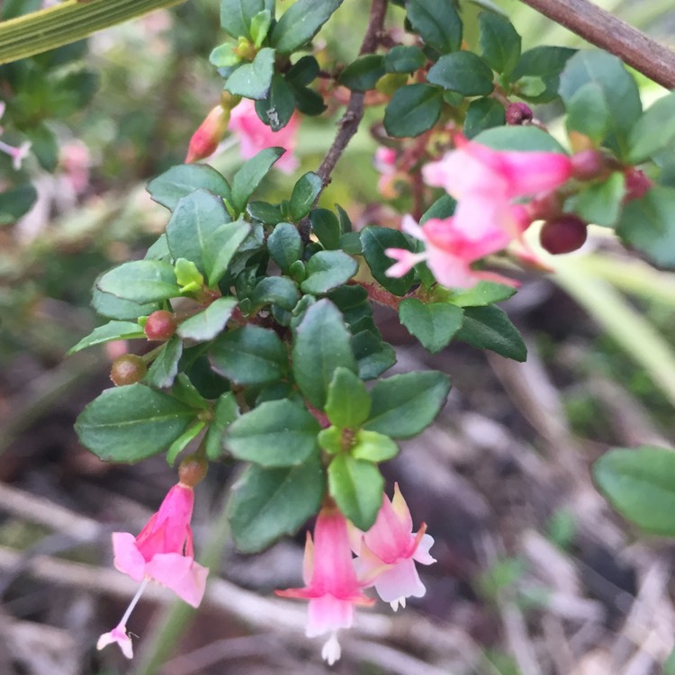 Plant image Fuchsia thymifolia