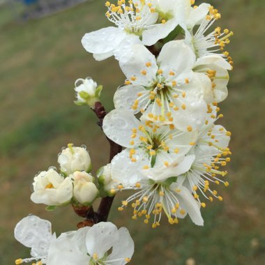 Prunus domestica 'Cambridge Gage'