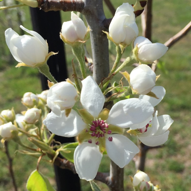 Plant image Pyrus communis 'Beurre Bosc'