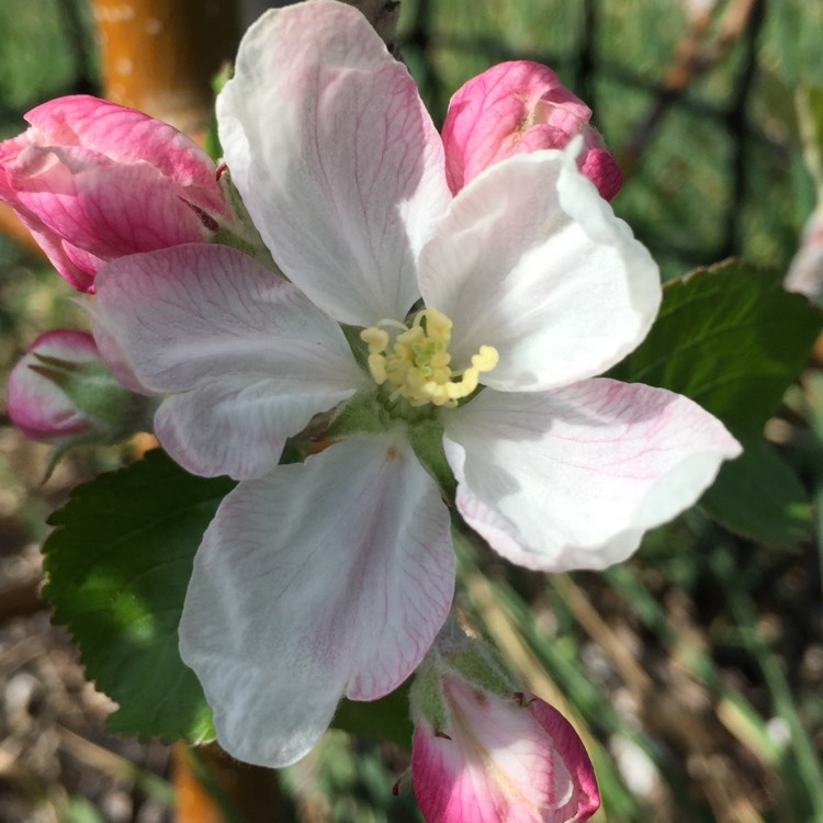 Plant image Malus domestica 'Cripps Pink' syn. Malus domestica 'Pink Lady'