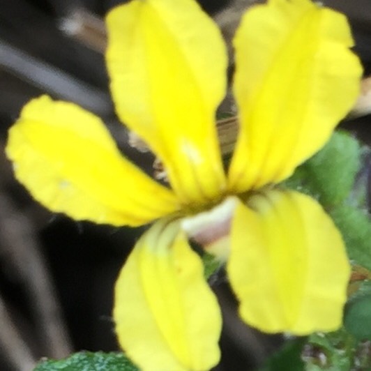 Plant image Goodenia ovata 