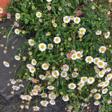 Erigeron karvinskianus