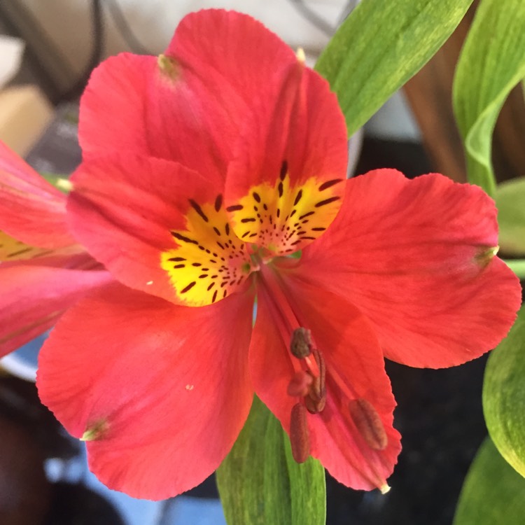 Plant image Alstroemeria 'Flaming Star'