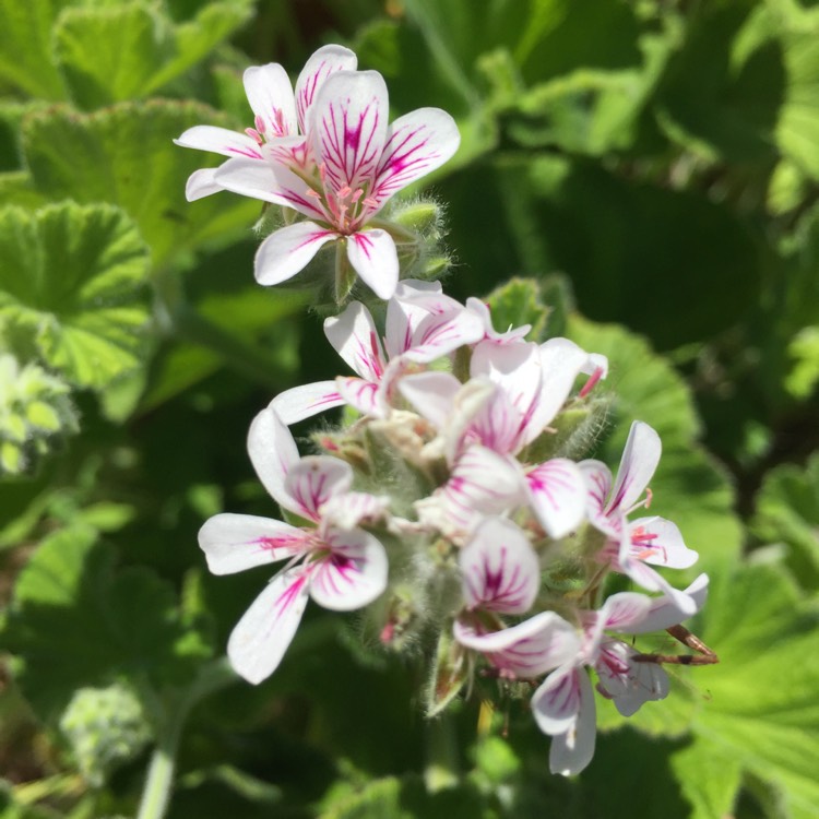 Plant image Pelargonium australe