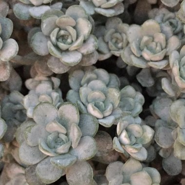 Sedum spathulifolium 'Cape Blanco'