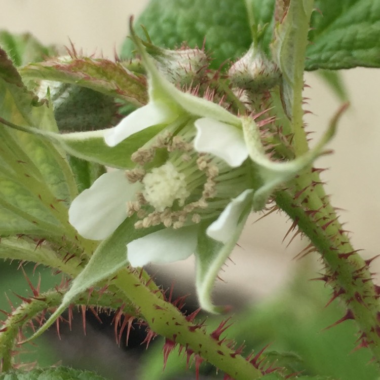 Plant image Rubus Idaeus 'Autumn Bliss'