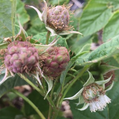 Rubus idaeus