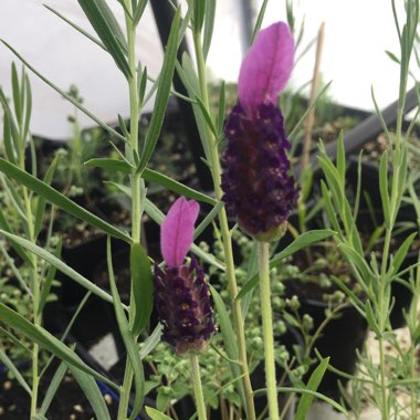 Lavandula stoechas