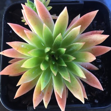 Echeveria