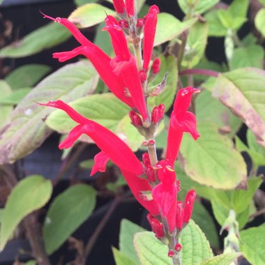 Salvia elegans 'Pineapple Sage'