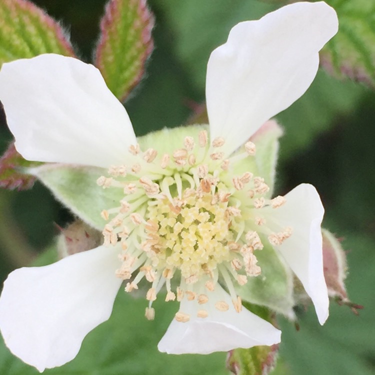 Plant image Rubus fruticosus x ideaus