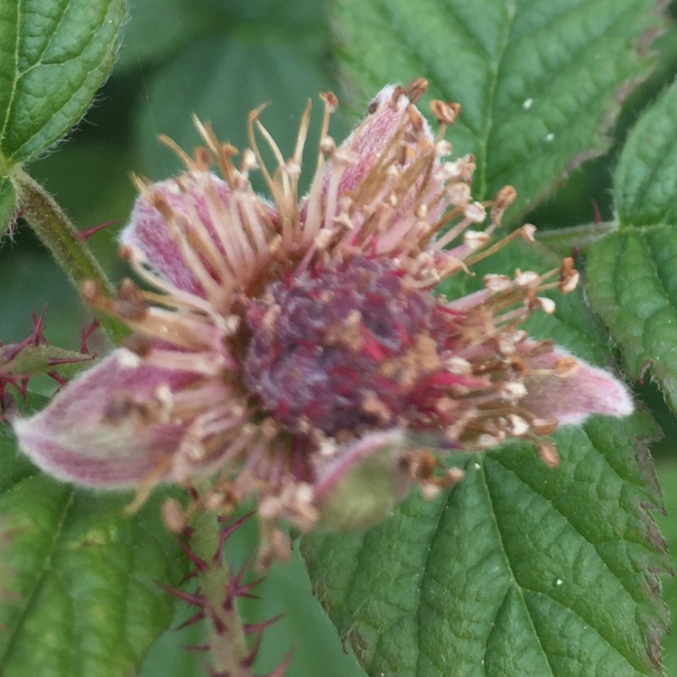 Plant image Rubus fruticosus x ideaus