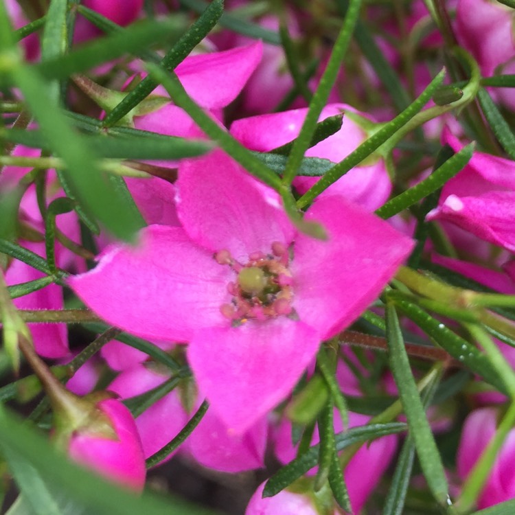 Plant image Boronia heterophylla x Boronia pulchella 'Magenta Stars'