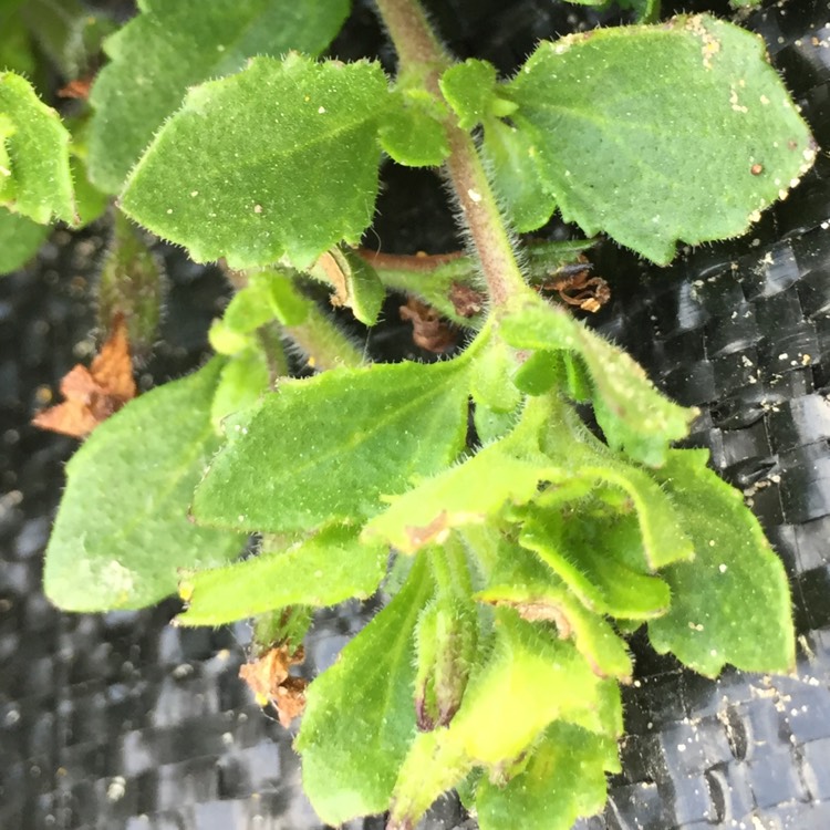 Plant image Bacopa scopia 'Gulliver Blue'