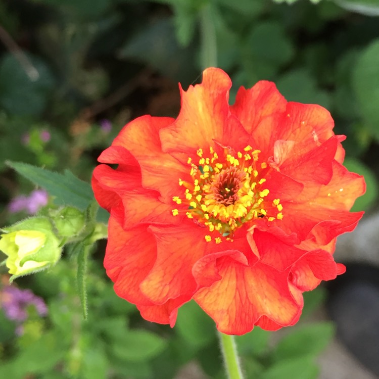 Plant image Geum 'Blazing Sunset'