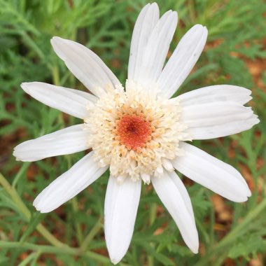 Marguerite Daisy